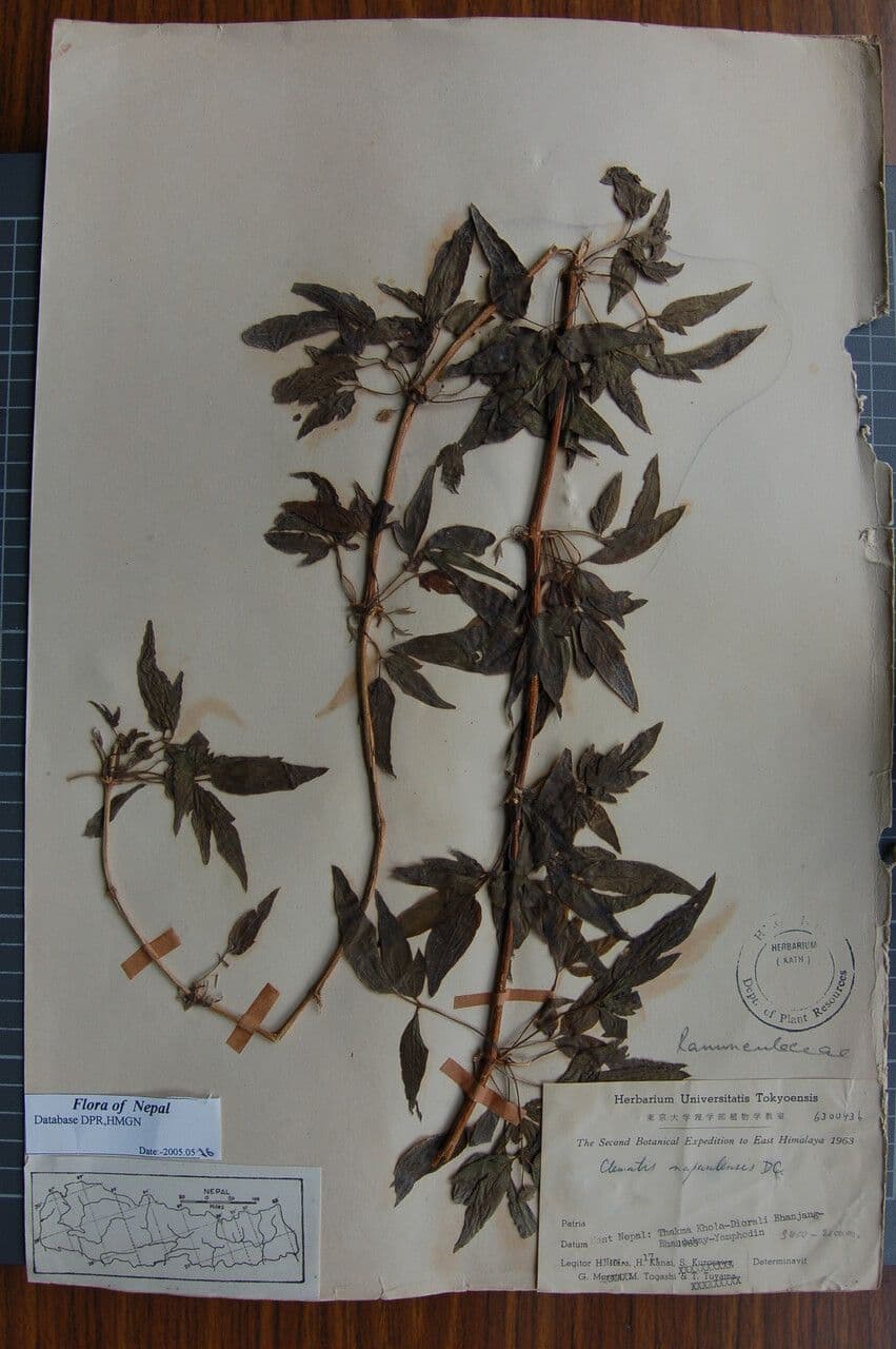 Clematis 5
