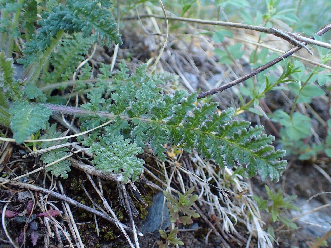 Pedicularis gyroflexa 10