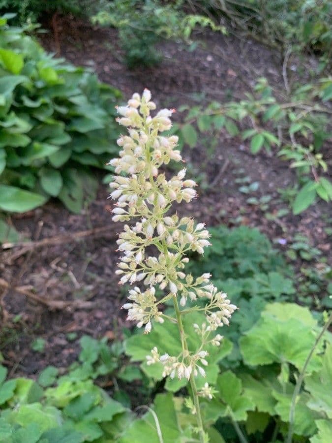 Alumroot peludo 8