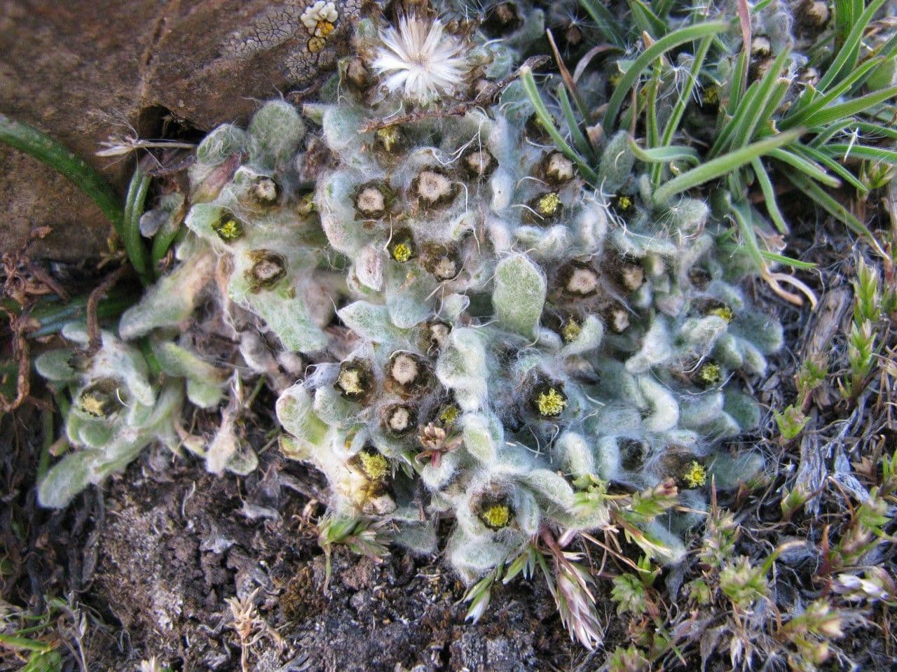 Pseudognaphalium