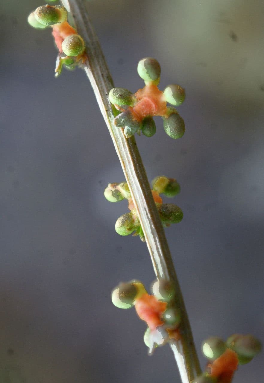 Sesamoides purpurascens 2