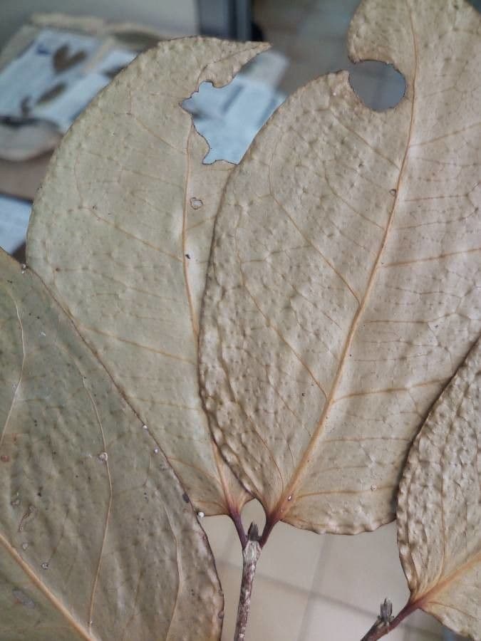 Cassipourea 8