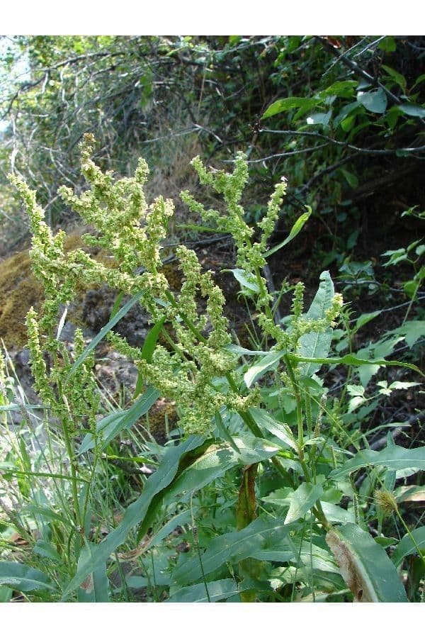Rumex 11