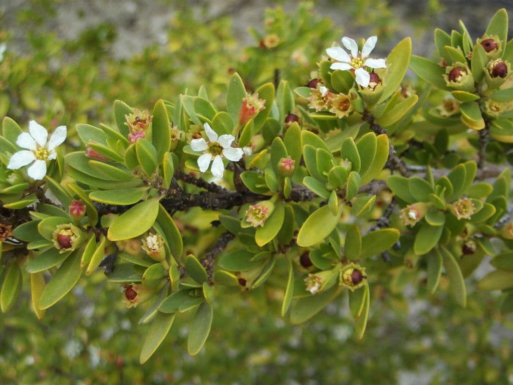 Pemphis acidula 13