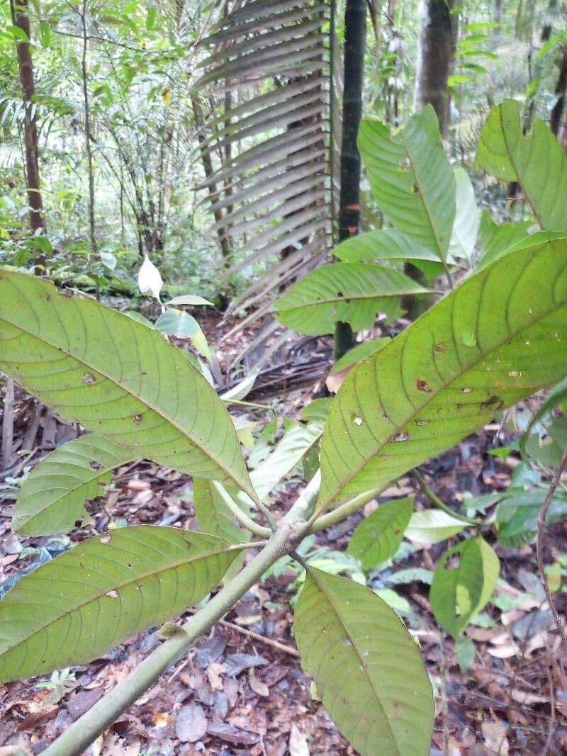 Palicourea 5