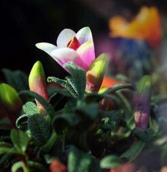 Dendrobium 4