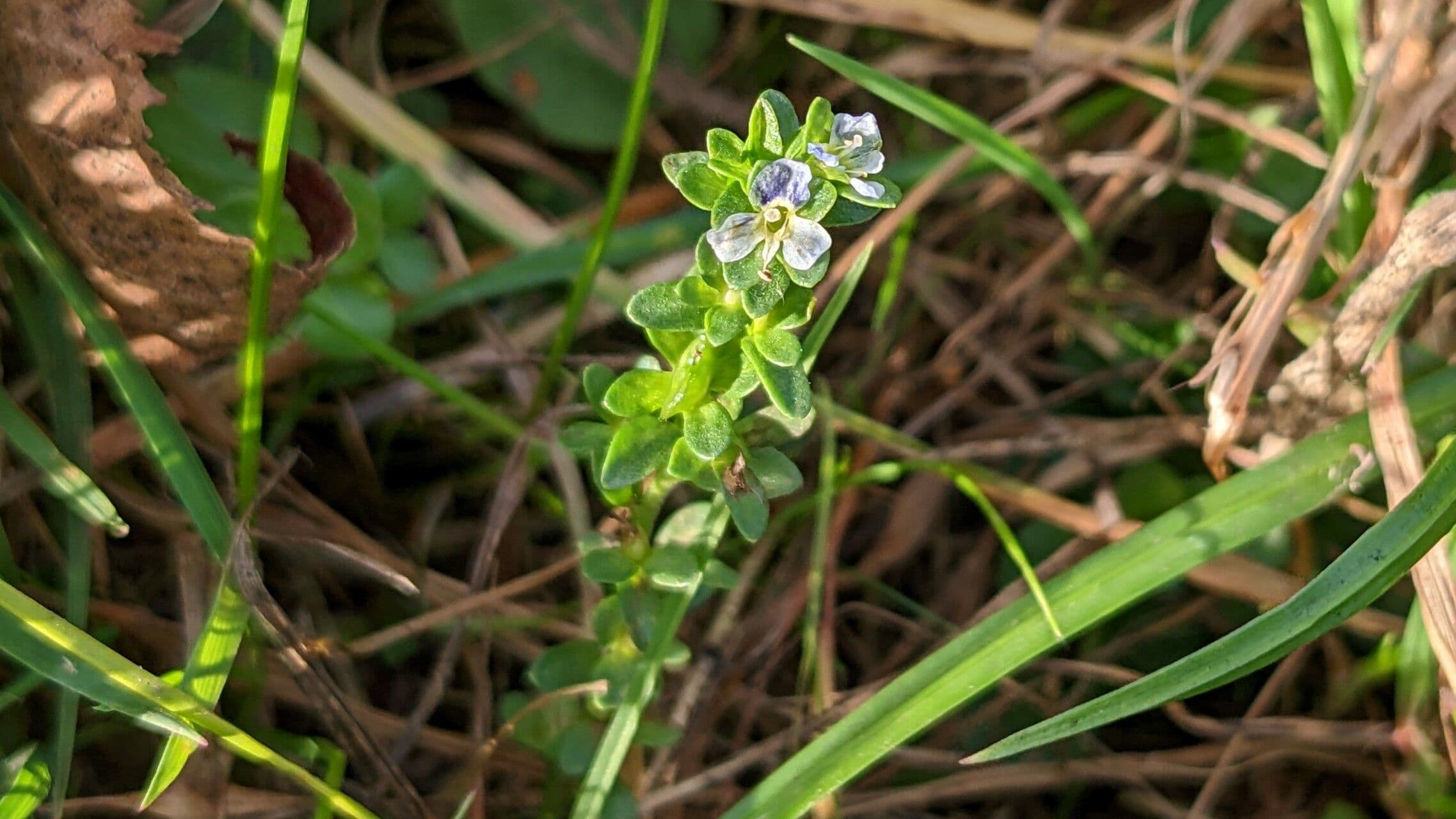 Veronica serpilifolia 9