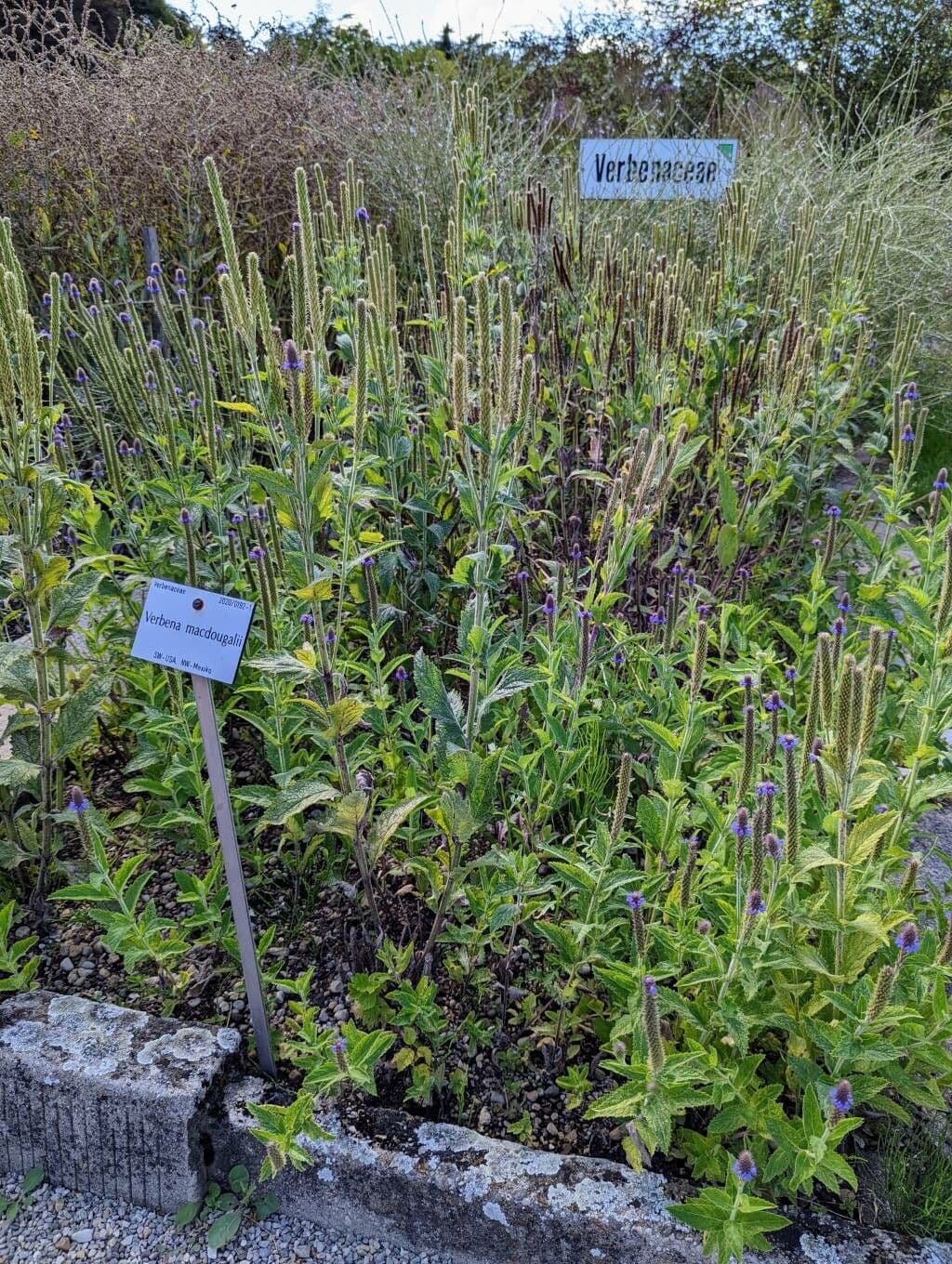 Verbena 6