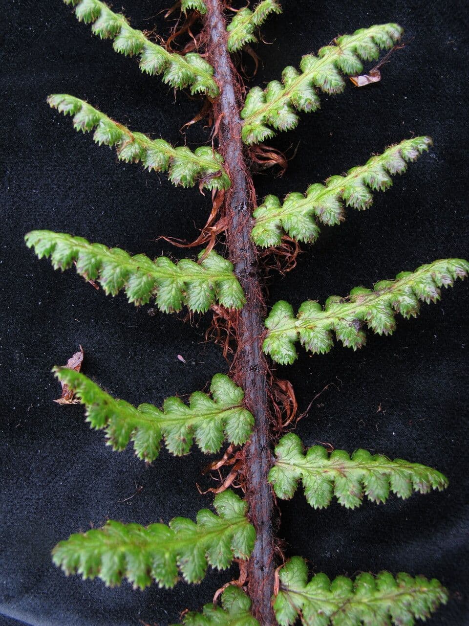 Athyrium 8