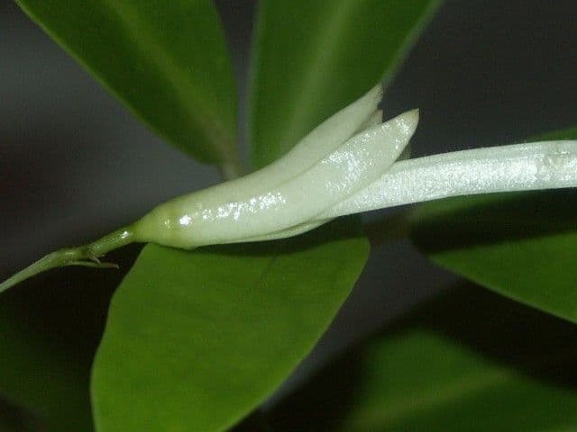 Oxera 13