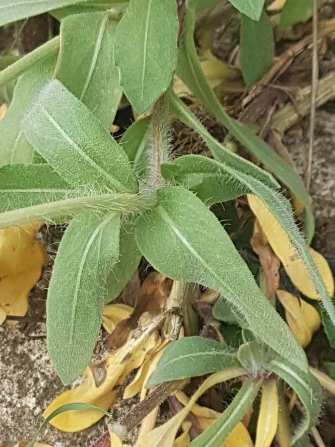 Gaillardia aristata 17