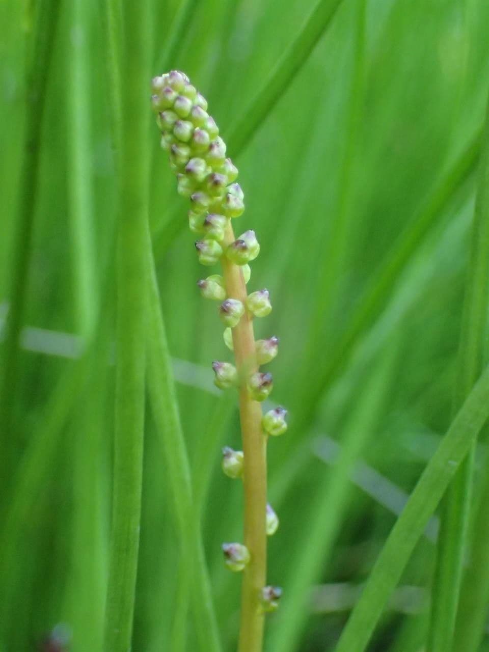 Giuncastrello palustre 2