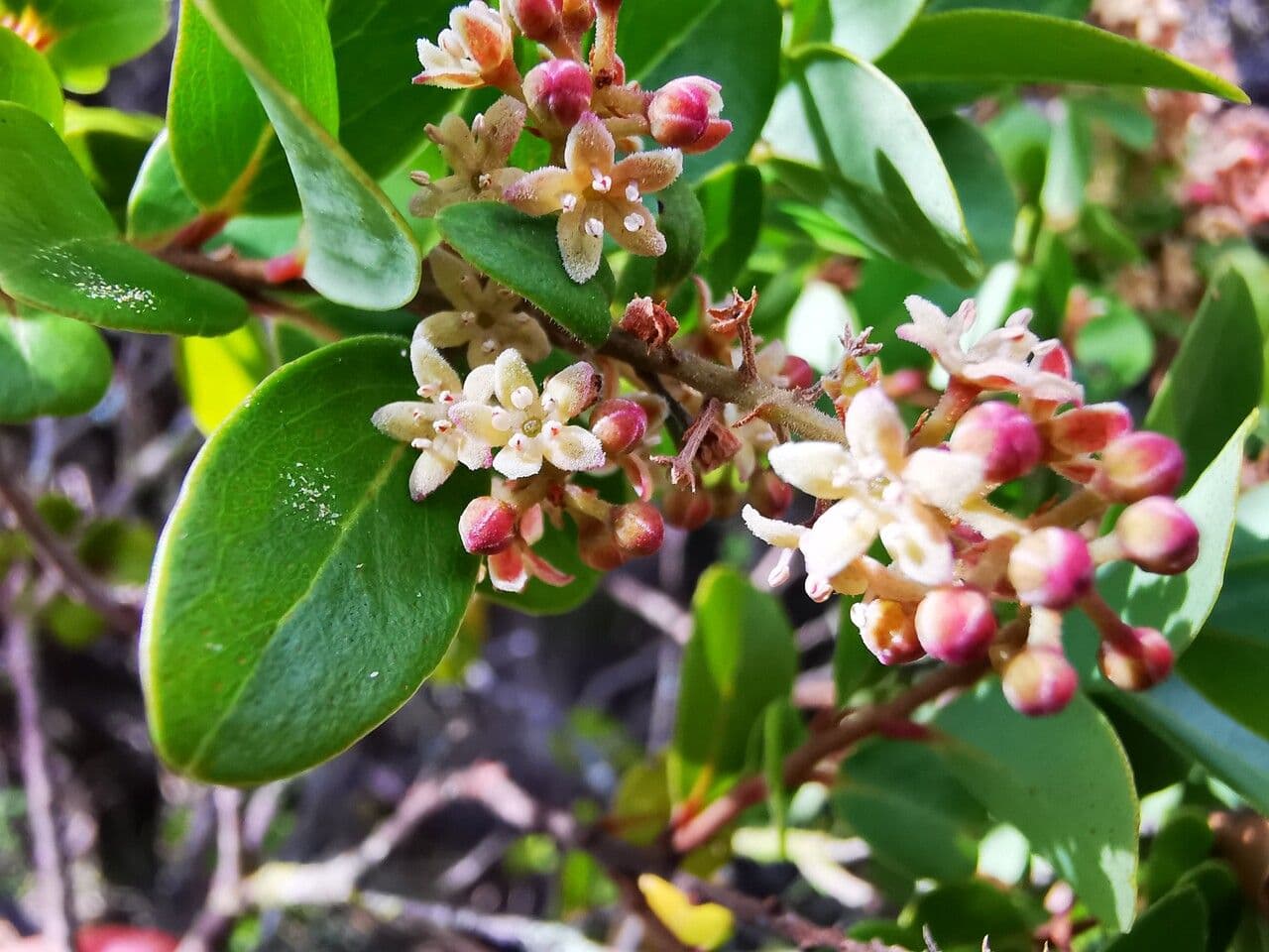 Embelia 6