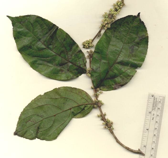 Casearia 14