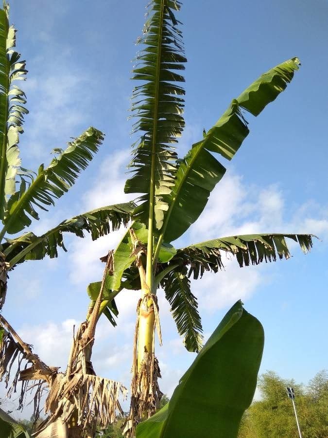 Plátano 15