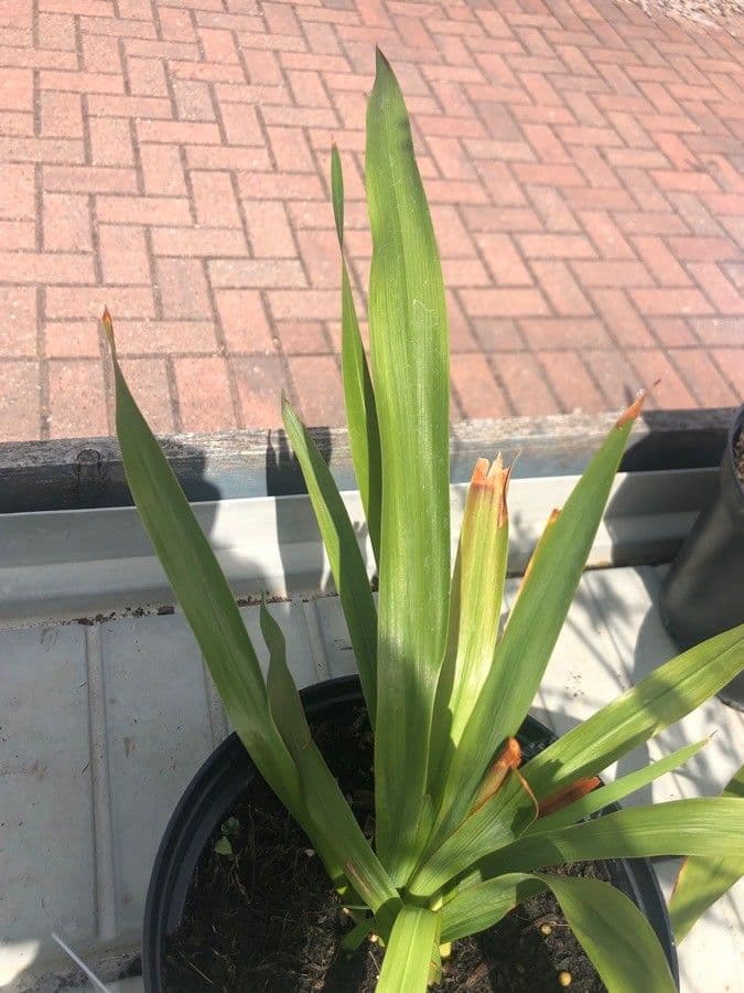 Watsonia