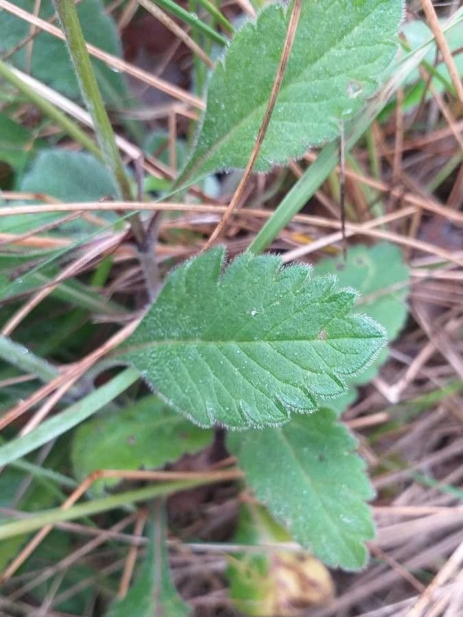 Vedovina selvatica 17