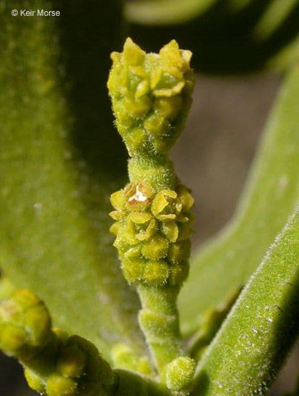 Geweih-Mistel