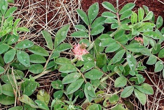 Indigofera hendecaphylla 12