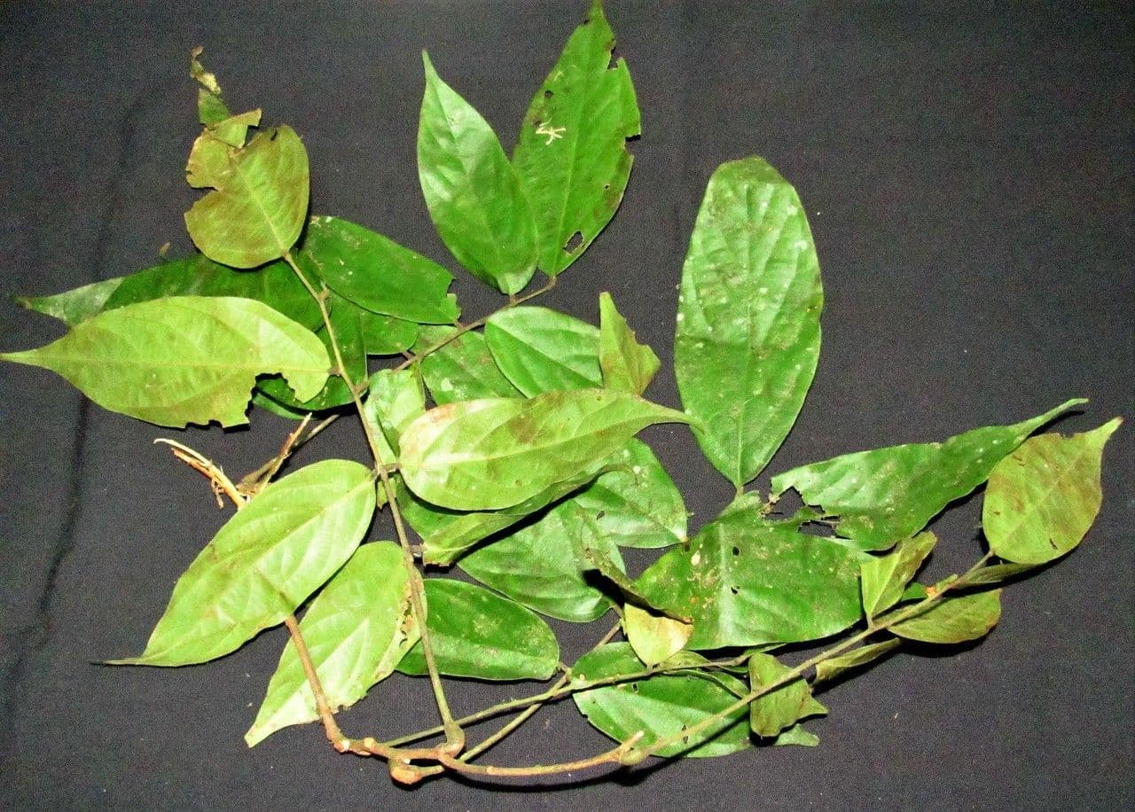 Rourea