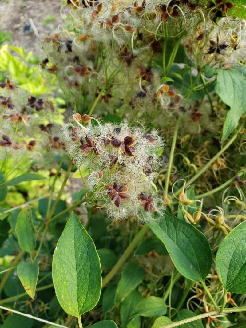 Clematis recta 3