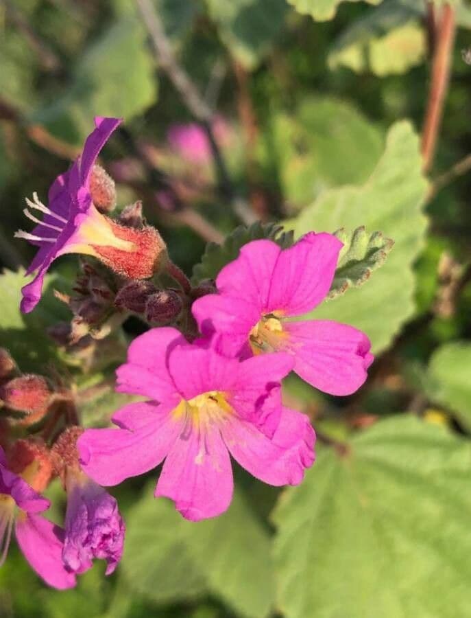 Pyramidenblume 10