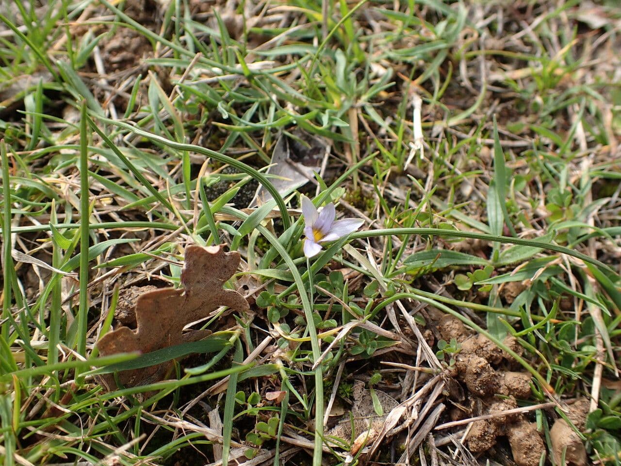 Romulea 15