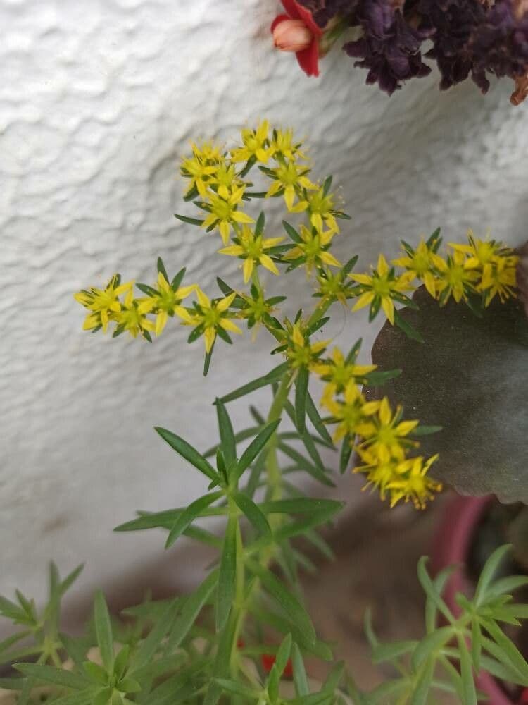 Sedum messicano 6