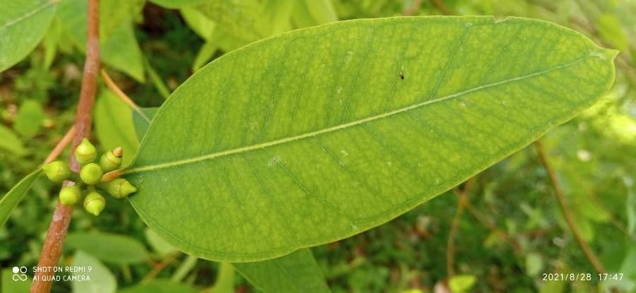 Eucalyptus 2