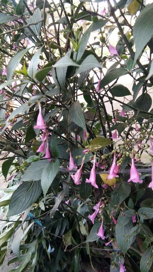 Strobilanthes 15