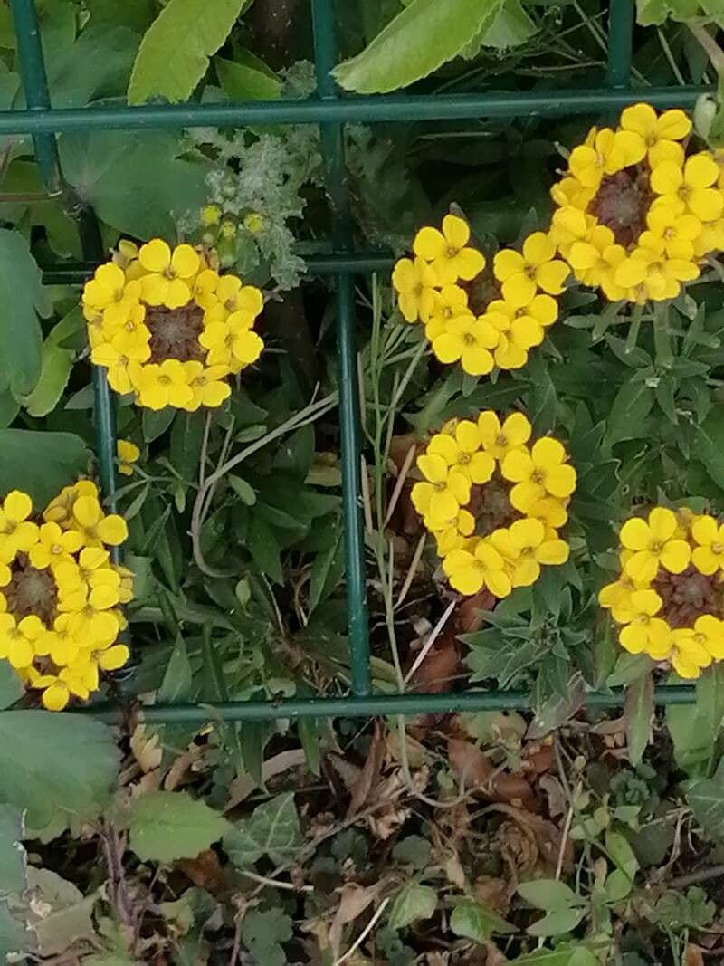 Erysimum 8