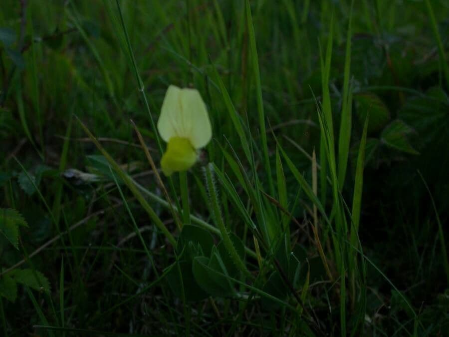 Spargelklee 15