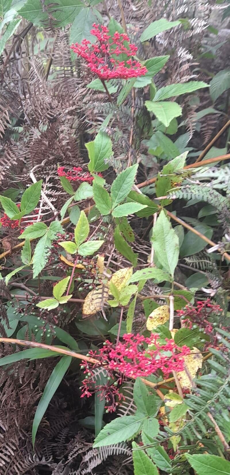 Cissus 11