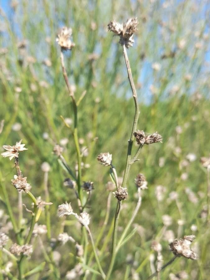 Baccharis 3