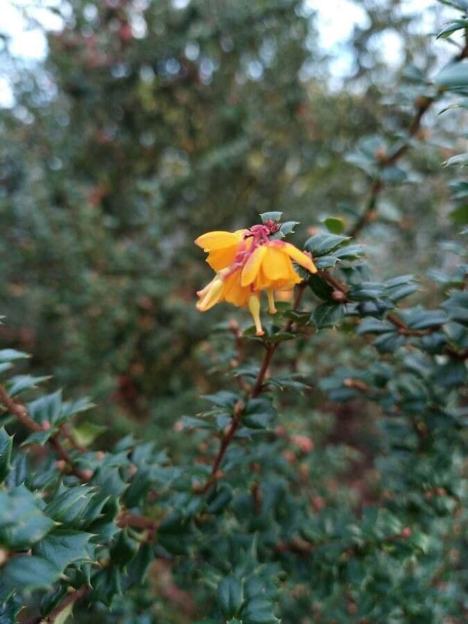Berberis de Darwin 9