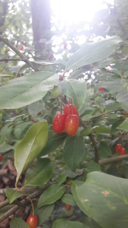 Elaeagnus multiflora 2