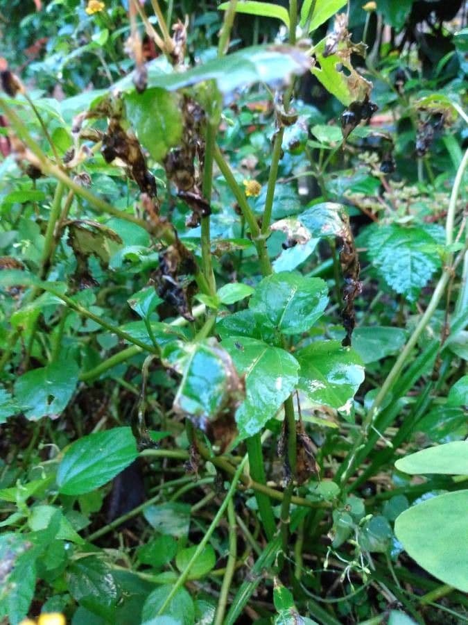 Acmella oleracea 20