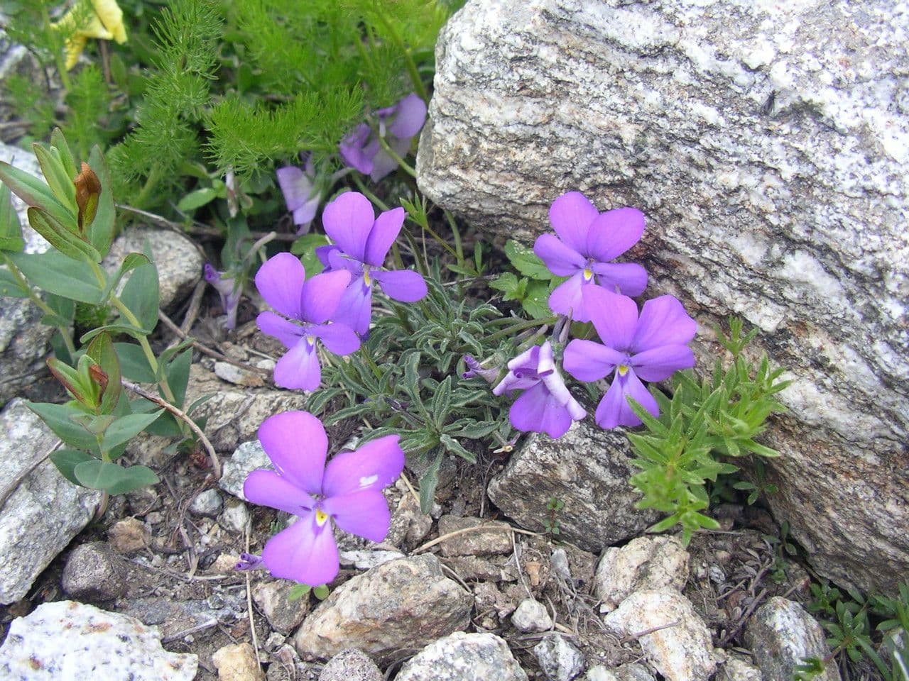 Viola 2