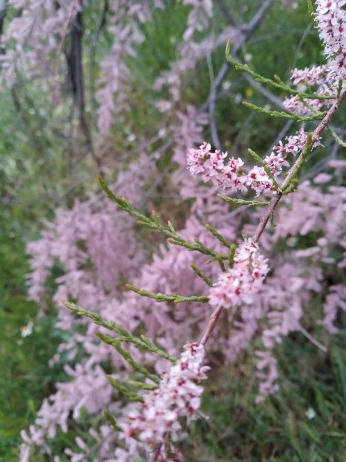Tamarix parviflora 19