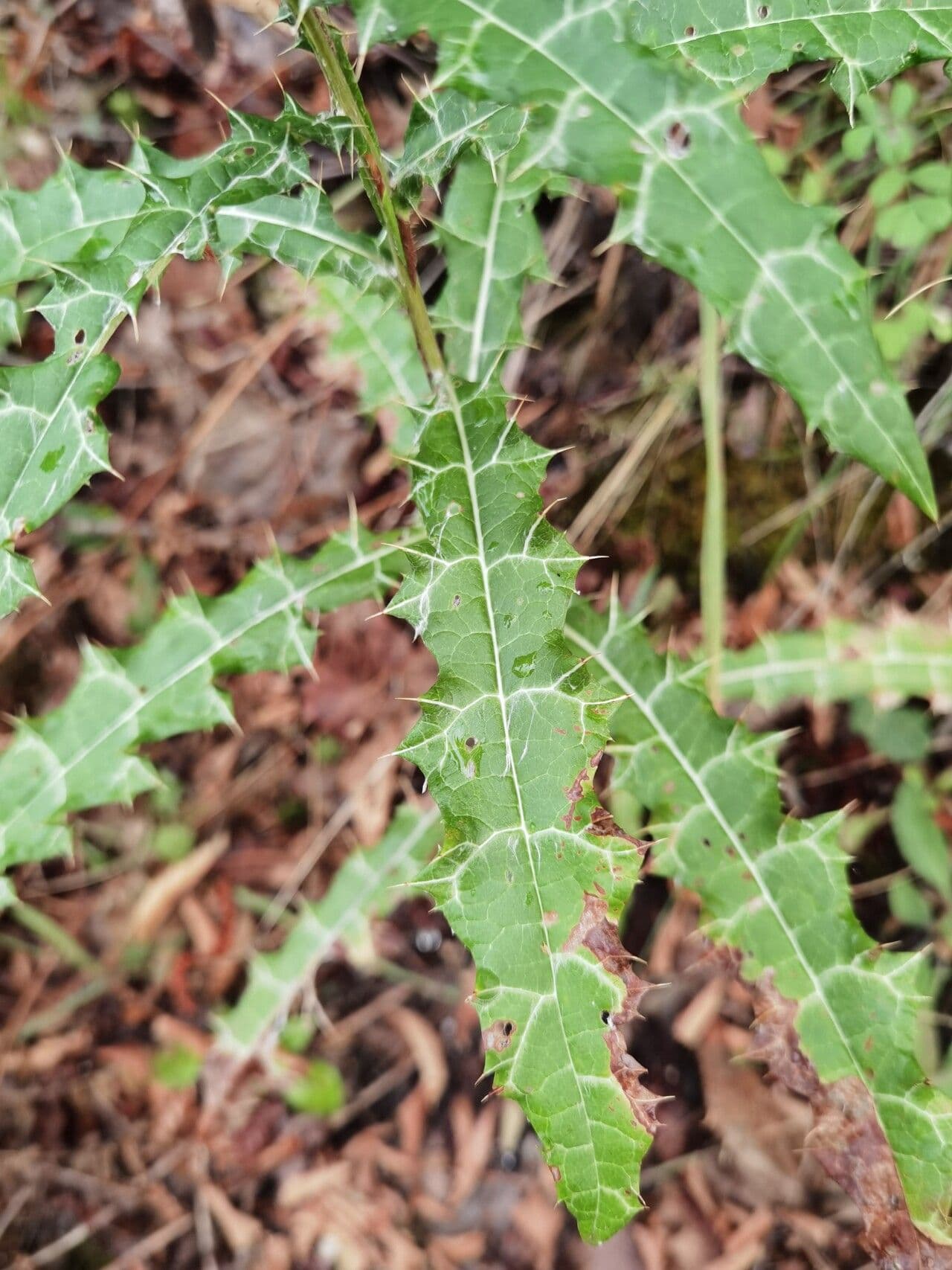 Ptilostemon strict 6