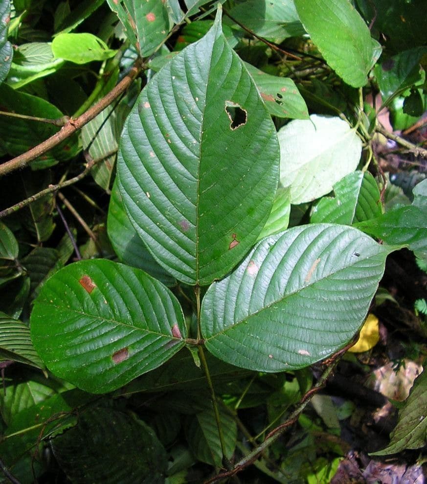 Macropsychanthus 15