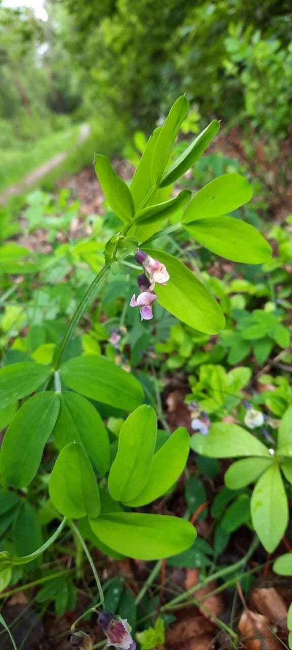 Groszek skrzydlasty 7