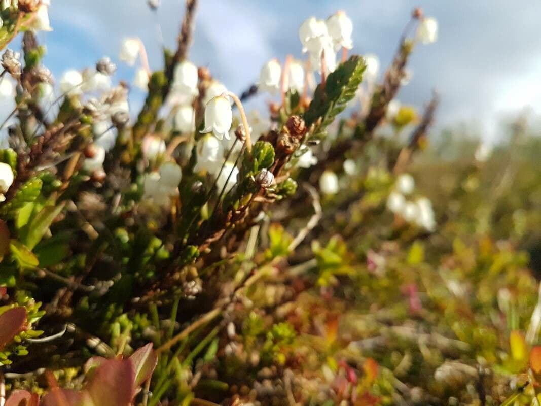 Cassiope tetragona