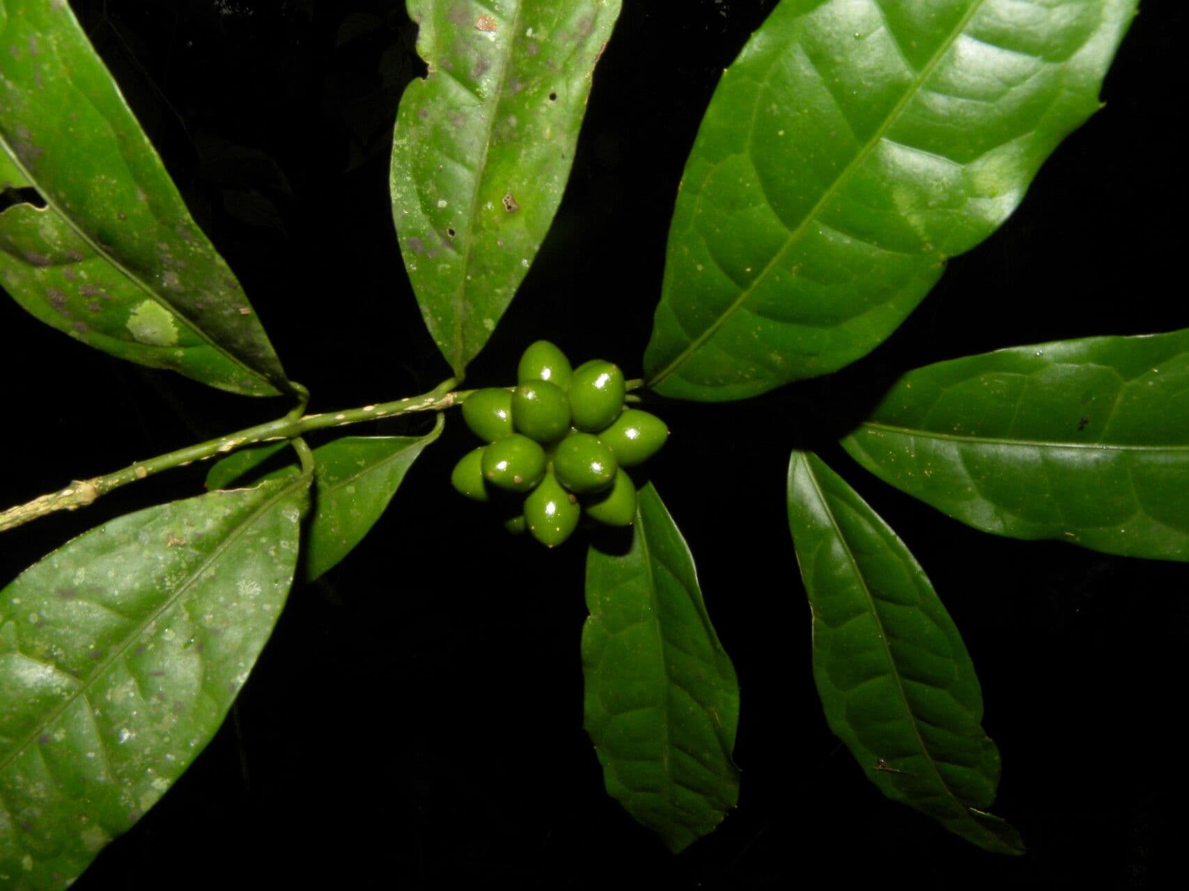Mollinedia a fiore verde 3