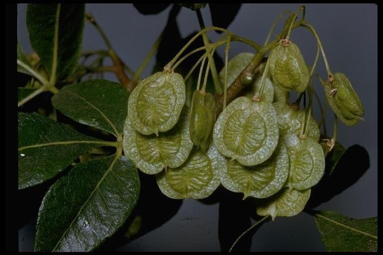Ptelea crenulata 2