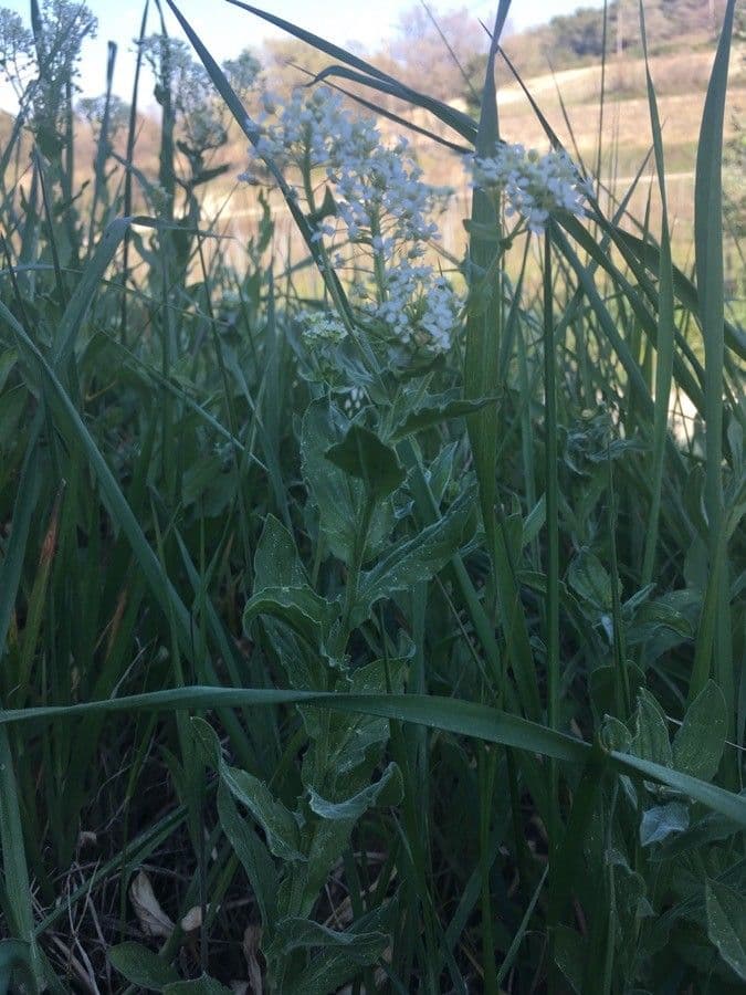 Draba 30