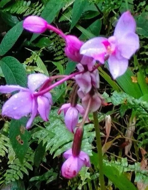 Spathoglottis plicata 8
