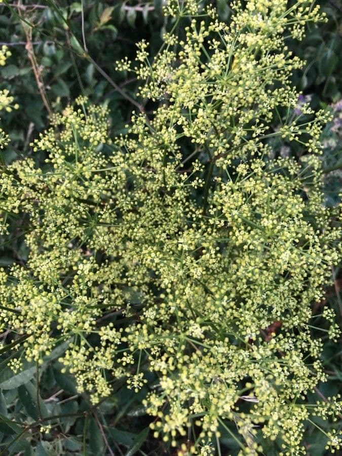 Peucedano