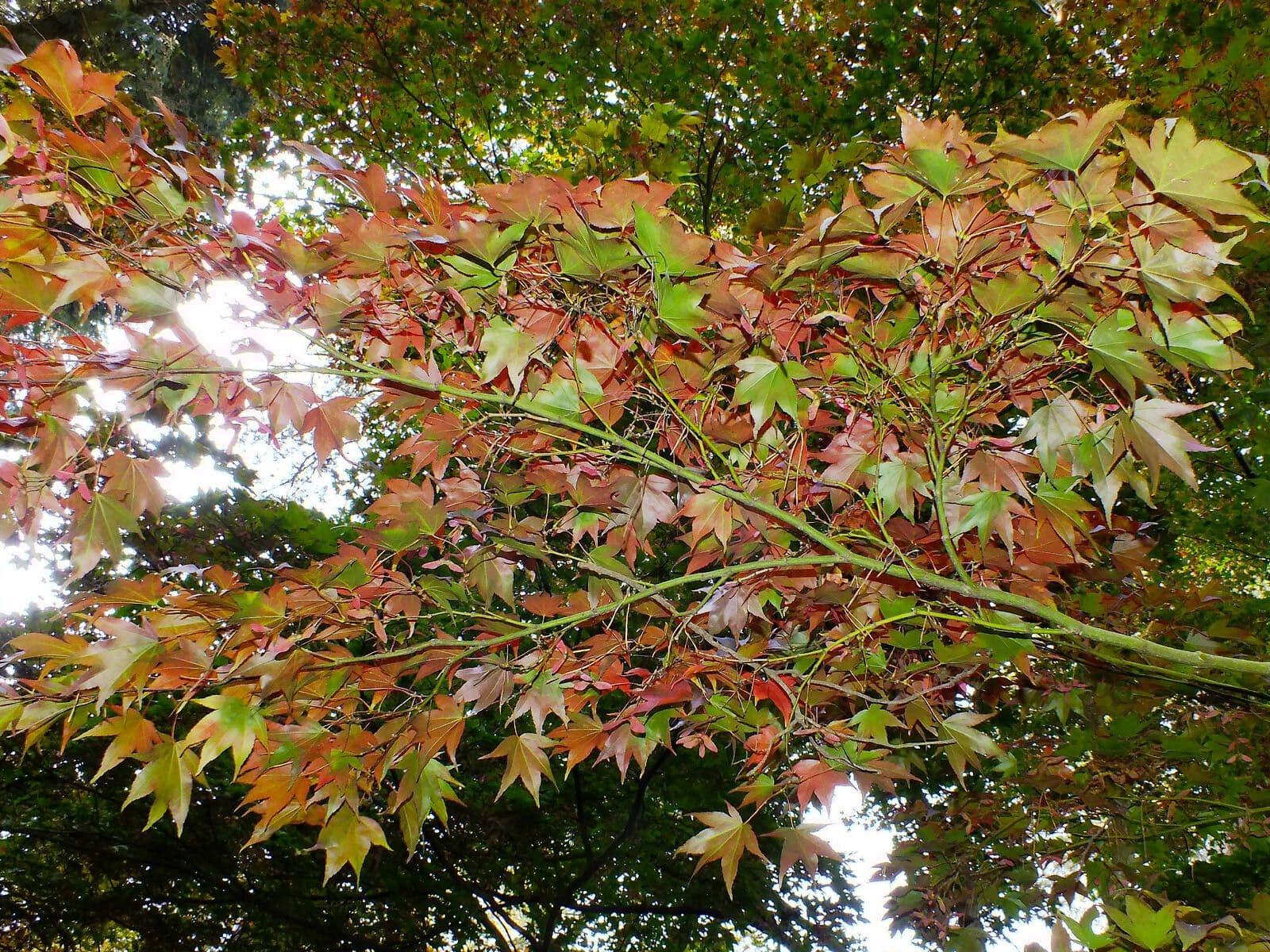 The painted maple 10