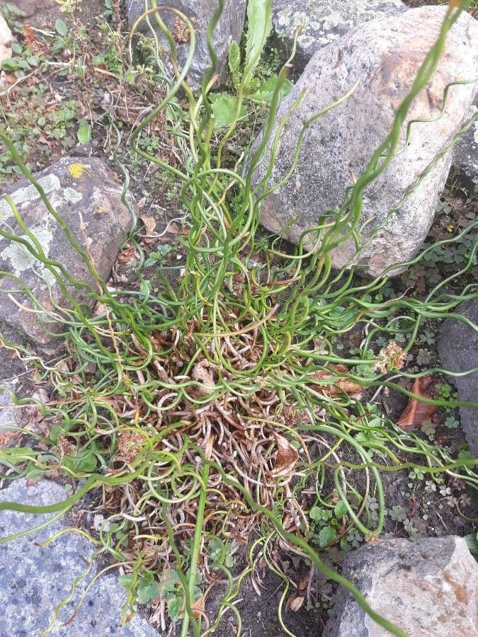 Giunco filiforme 20